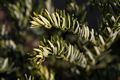 Cephalotaxus harringtonia Koreana Głowocis